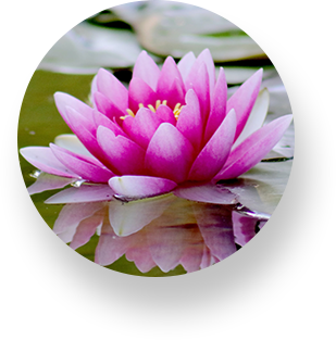 A pink water lily in the middle of a pond.